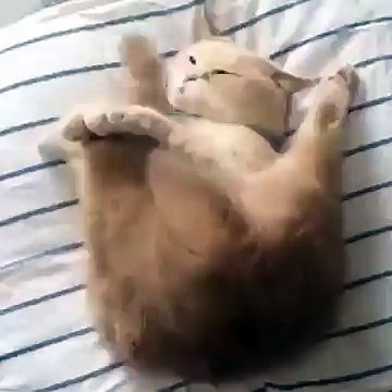 Самый уставший кот в мире