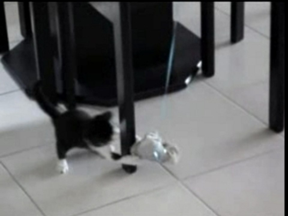 La chatte domino