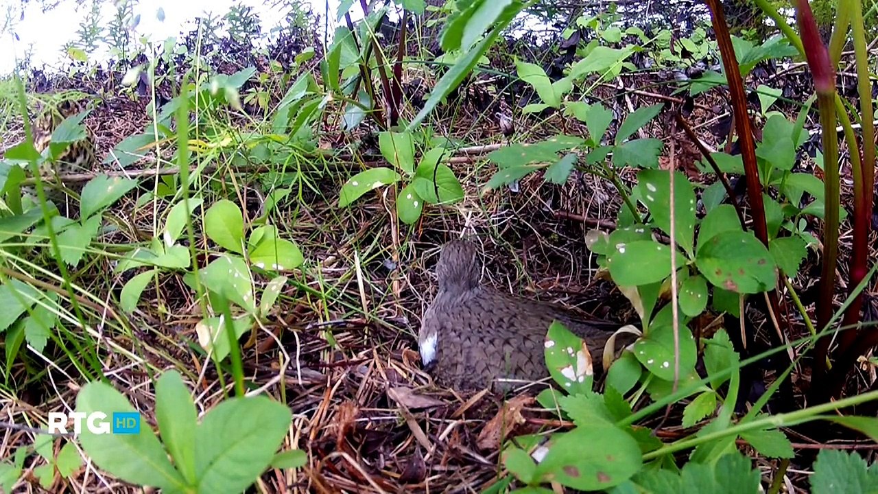 Тайны птичьих гнезд на Белом море