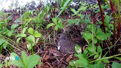 Тайны птичьих гнезд на Белом море