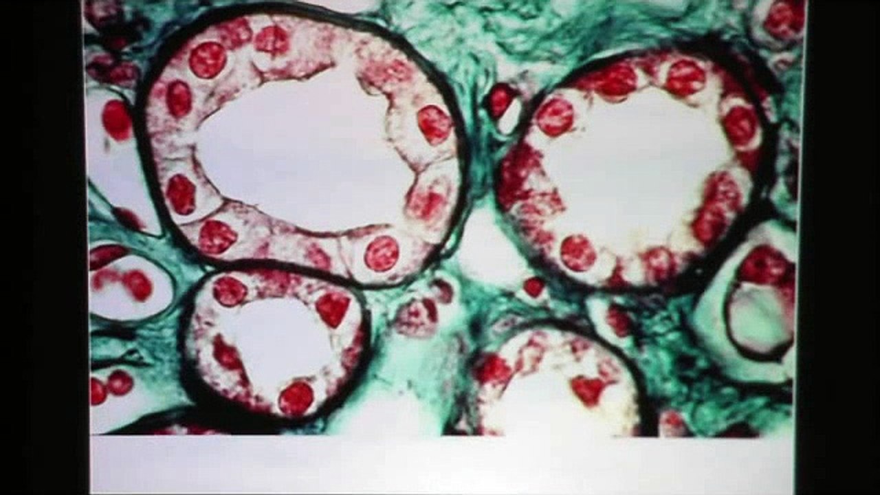 Simple Cuboidal Epithelium
