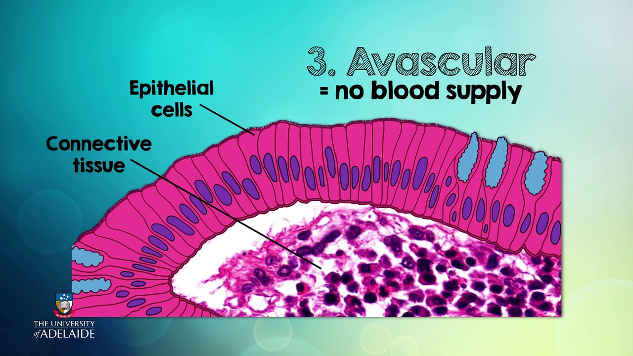 Essential Human Biology Epithelial Tissue - Characteristics & Functions