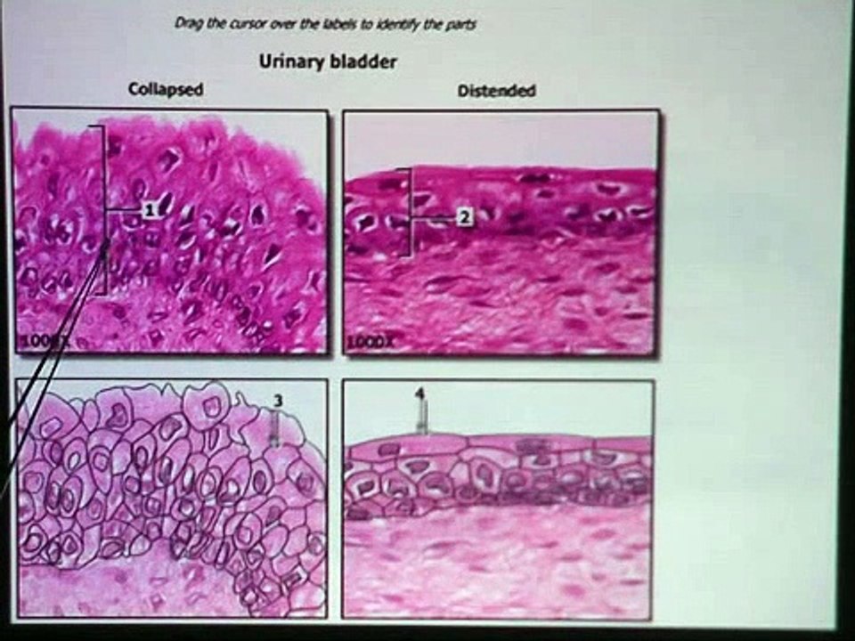 Transitional Epithelium