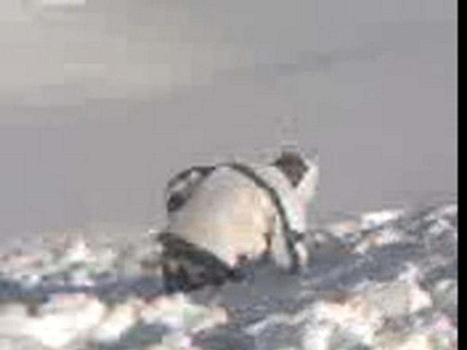 front flip en ski