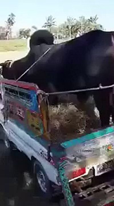 Funny Animals, How a animal make fun