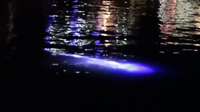 Weird Alien Like Creature Spotted in Bristol Harbour | Caught on Tape