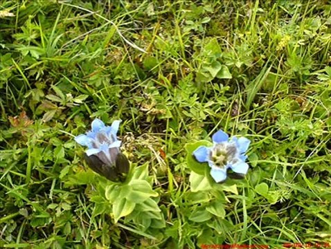 SohbetSesliDe.com - Niye Seveyimki Seni ben Dünya Sesli Chat Sesli Sohbet Sesli Siteler