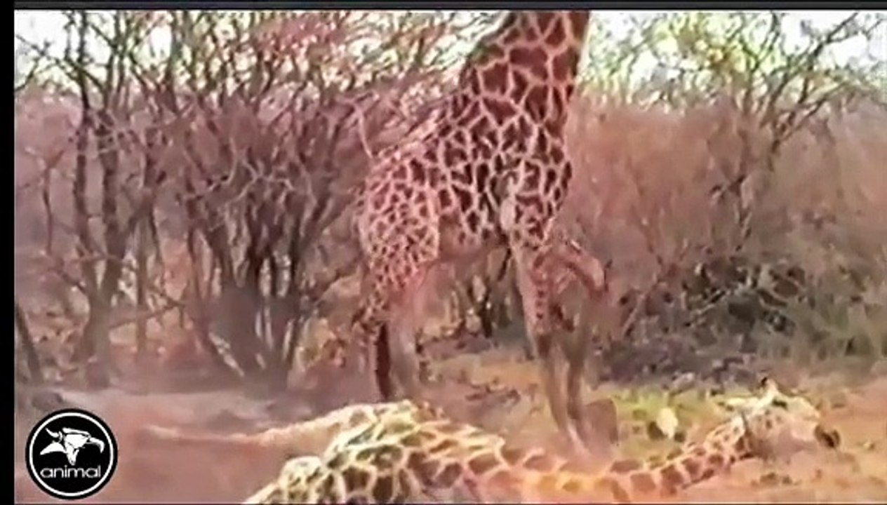 The Best Battle In Animal History