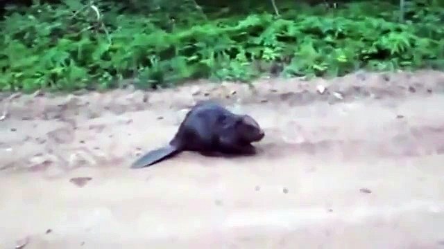 Нападение бобра на человека. Ужас смотреть всем!