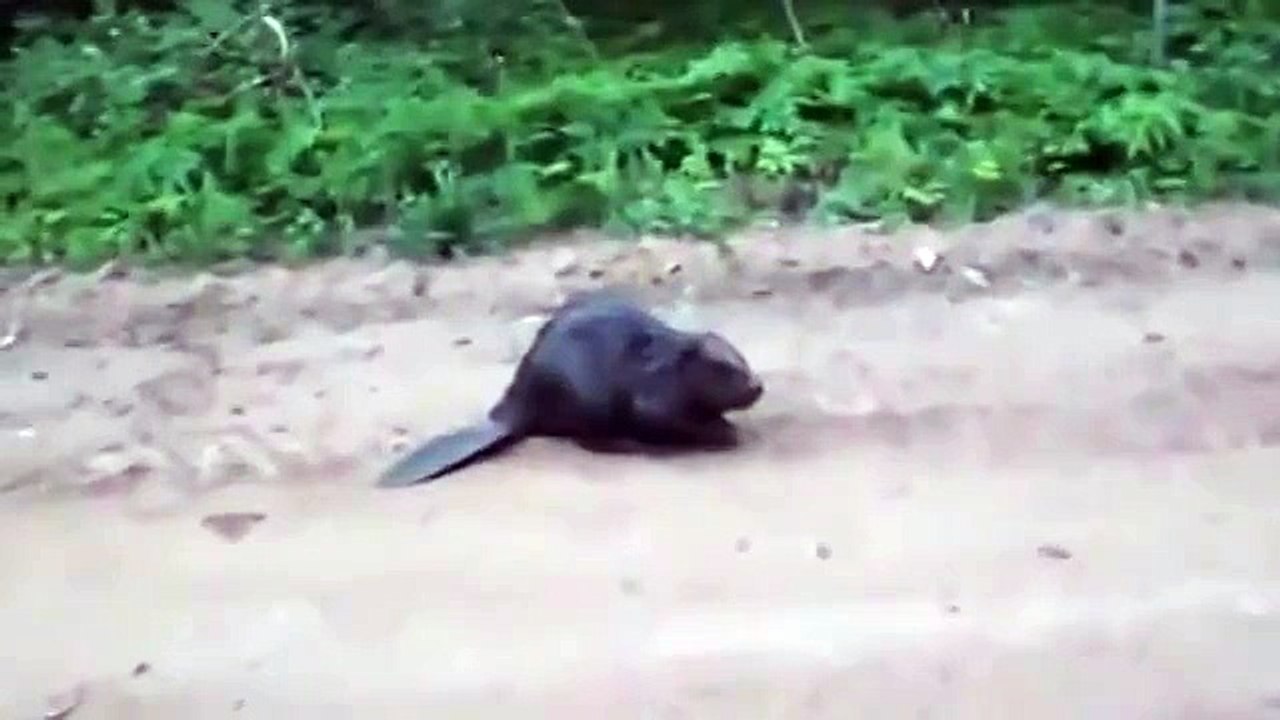 Нападение бобра на человека. Ужас смотреть всем!