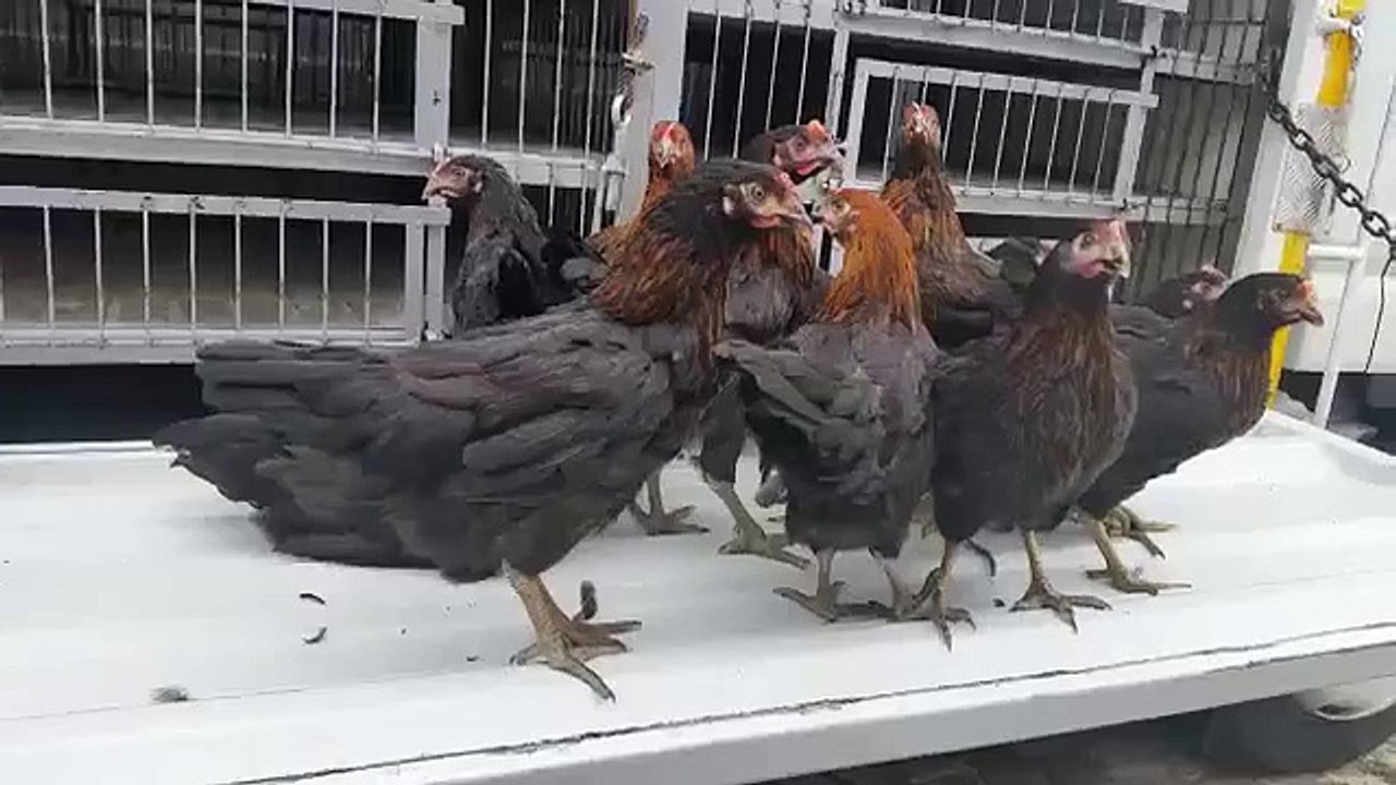 Atak-s yumurtalık tavuk görüntüleri