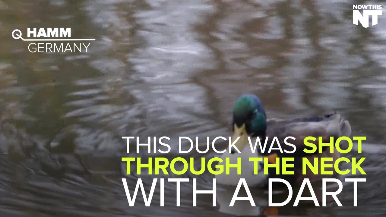 Duck Survives Being Shot In The Neck With A Dart