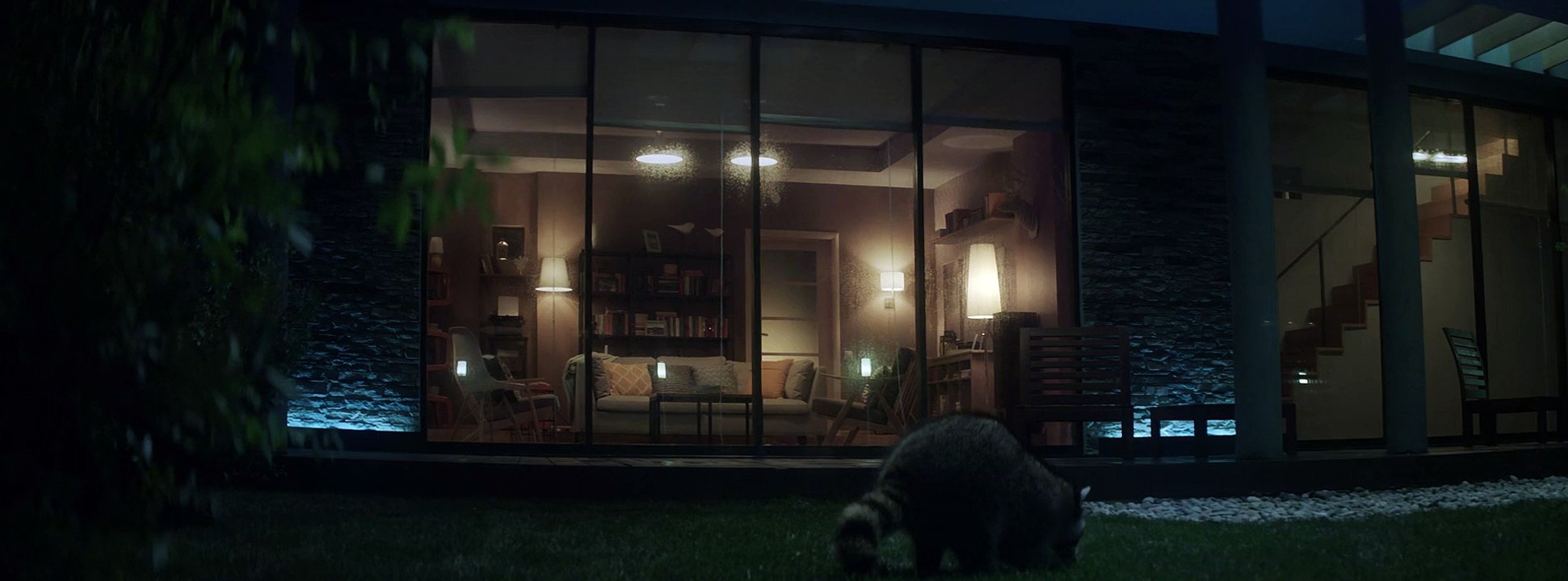 Un raton laveur qui vole un ipad - Beeline