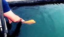 Ikan Luar Biasa Bisa Bermain Dengan Manusia