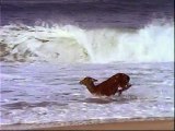 Une biche s'amuse sur la plage