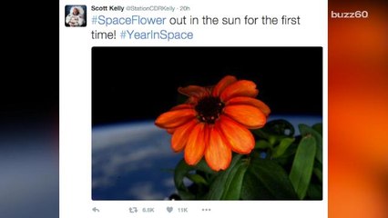 Space just got sweeter as first flower blooms aboard the International Space Station
