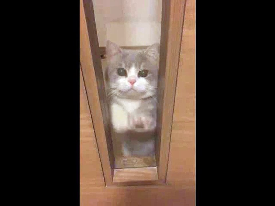 แมวน่ารัก เปิดประตูให้หนูหน่อย