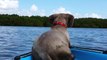 Dog sees Dolphins from boat; What happens next will touch your heart forever
