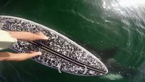 GoPro Awards: Orca vs. Paddle Board