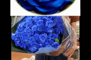 MILLION ROSES  (TRIỆU ĐÓA HOA HỒNG)