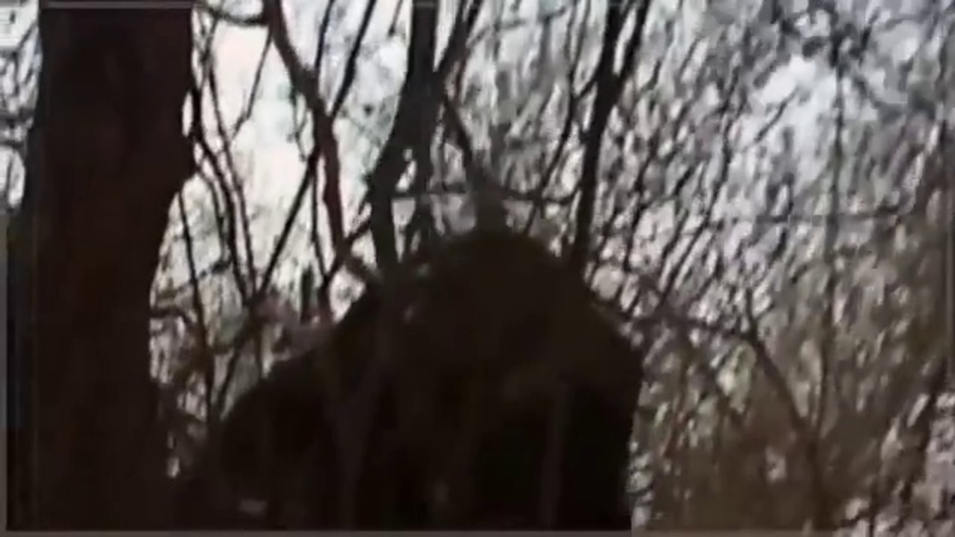 ⁣Animal Video ELEPHANT MATING WITH RHINO? WHY?!? {Full Animal Planet Documentary}
