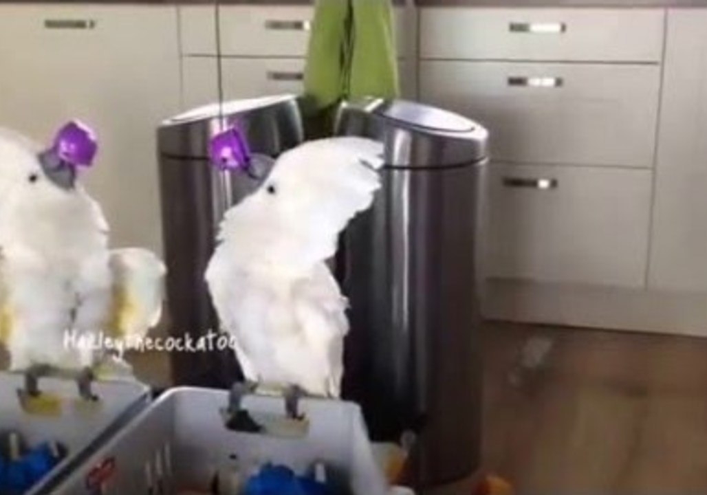 Harley the Cockatoo Competes With Her 'Mirror Sister' video Dailymotion