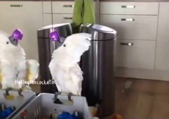 Harley the Cockatoo Competes With Her 'Mirror Sister'