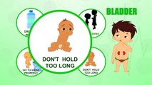 Bladder Human Body Parts Pre School Know Your Body Animated Videos For Kids