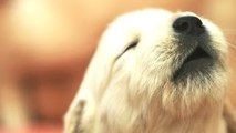 Top 10 De Los Más Lindos Cachorros Aullando Compilación De 2022-2023