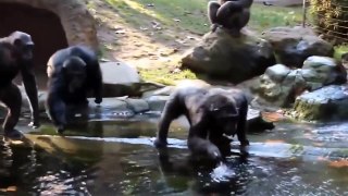 Human Like Chimpanzees Behaving like us