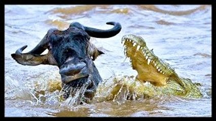 Animal Documentary National Geographic: FIVE STAR KILLERS Lion, Crocodile, Cheetah & More!