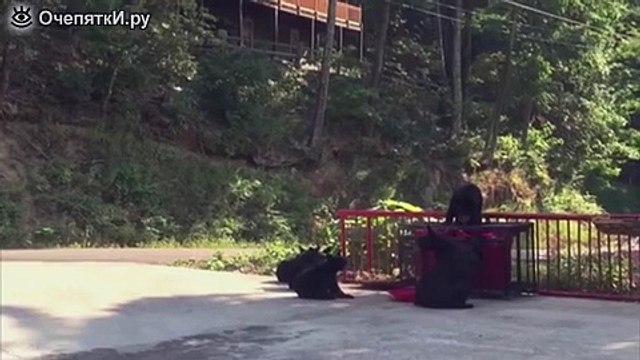 Попытка напугать медведицу