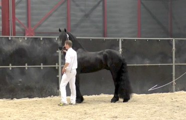 Hengstenkeuring Leeuwarden 2016 - 1ère partie / La préparation en coulisses