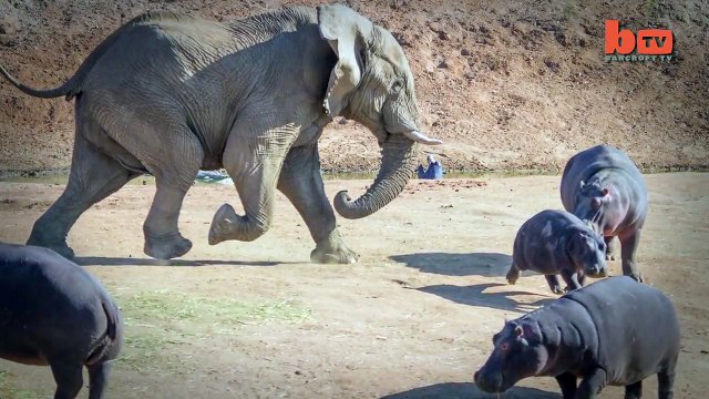 Elephant Vs. Hippo -> Extremely Rare Images Show Attacks2015