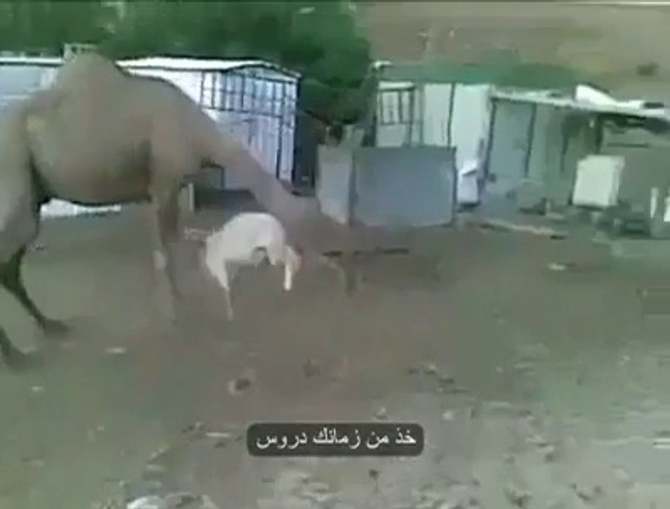 sheep and camel fight