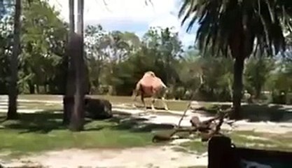 Camel walking Headless in African Park