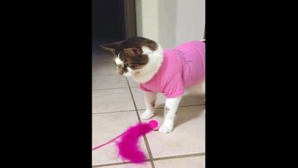 Woman More Excited About Cat Toy Than Cat