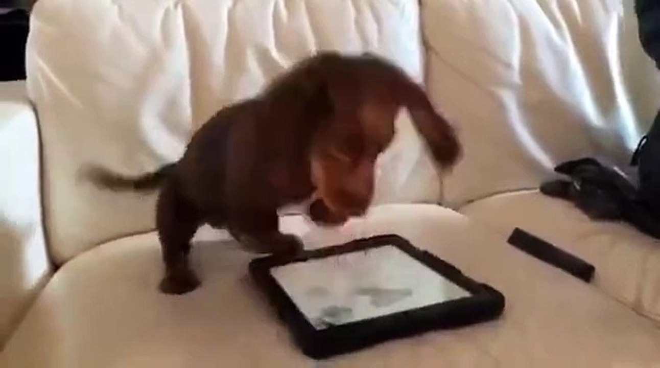 a puppy and an iPad