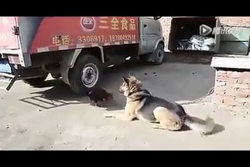 dog vs angry cock.... very funny video