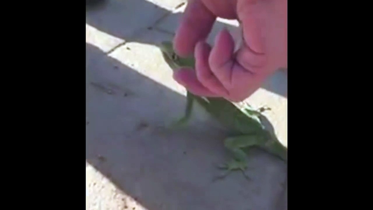 Gecko Attacks Man