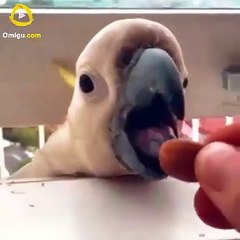 Amazing and Lovely Parrots