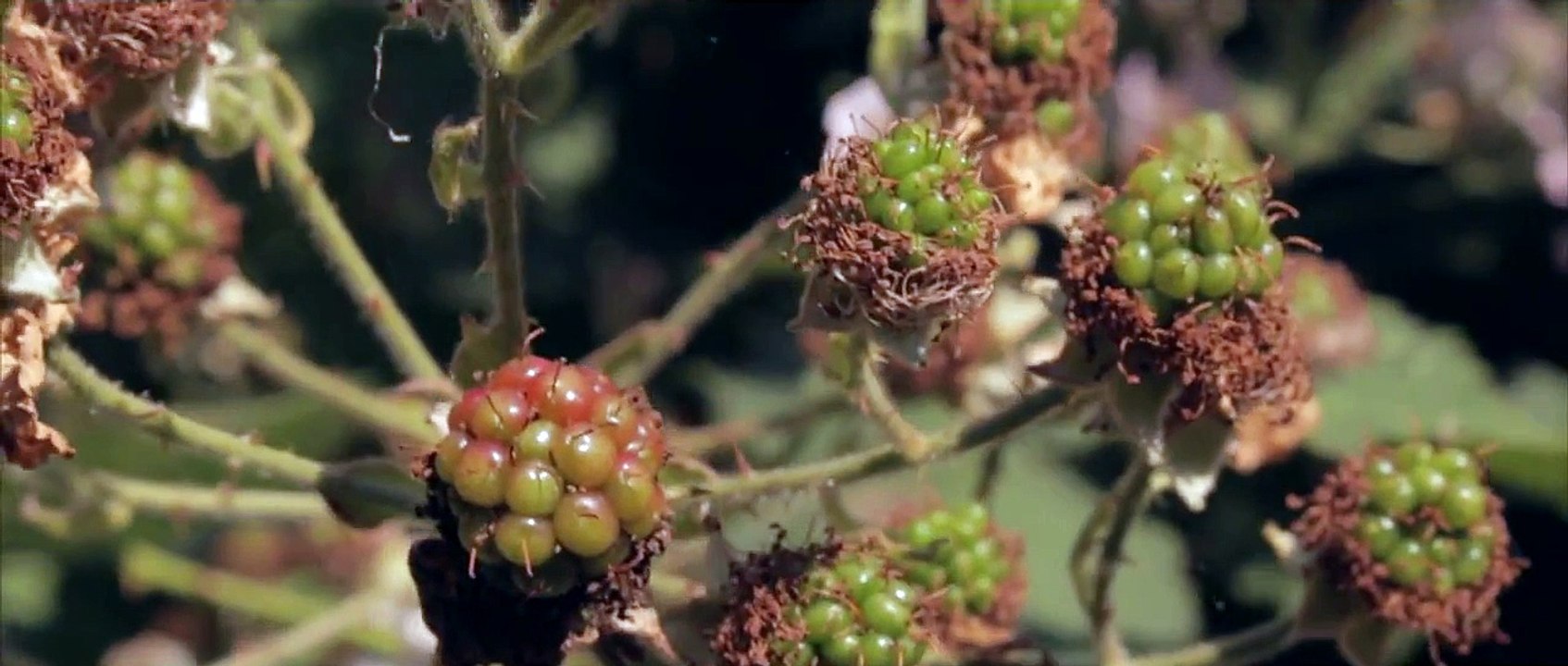 Two Door Cinema Club - What You Know (Live Jools Holland 2010) (HD)