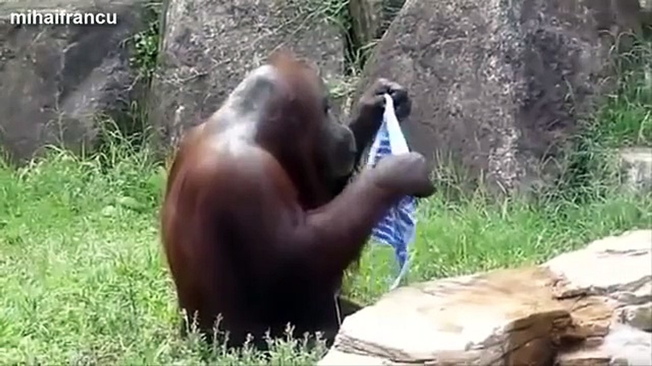 Top Funniest Monkeys Compilation 2014