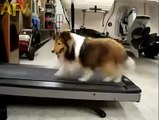 Smart Dog finds out how not to run on working Treadmill