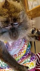 Monkey drinking Beer