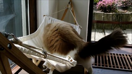 Timo le chat et l'histoire du hamac