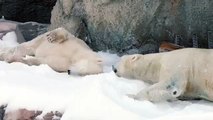 Kar Yığınlarıyla Hunharca Eğlenerek Oyun Oynayan Kutup Ayıları