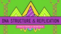 DNA Structure and Replication Crash Course Biology #10