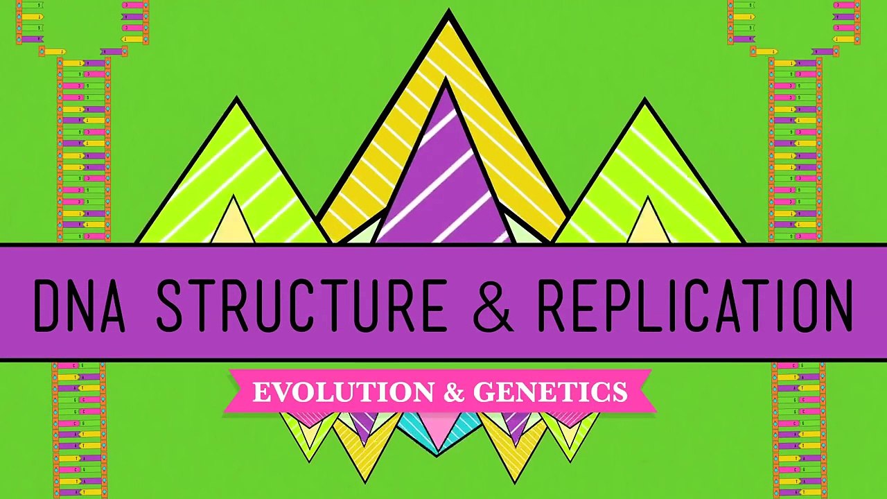 DNA Structure and Replication Crash Course Biology #10