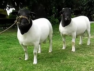 DorperKoyun-Keçi-Köpek